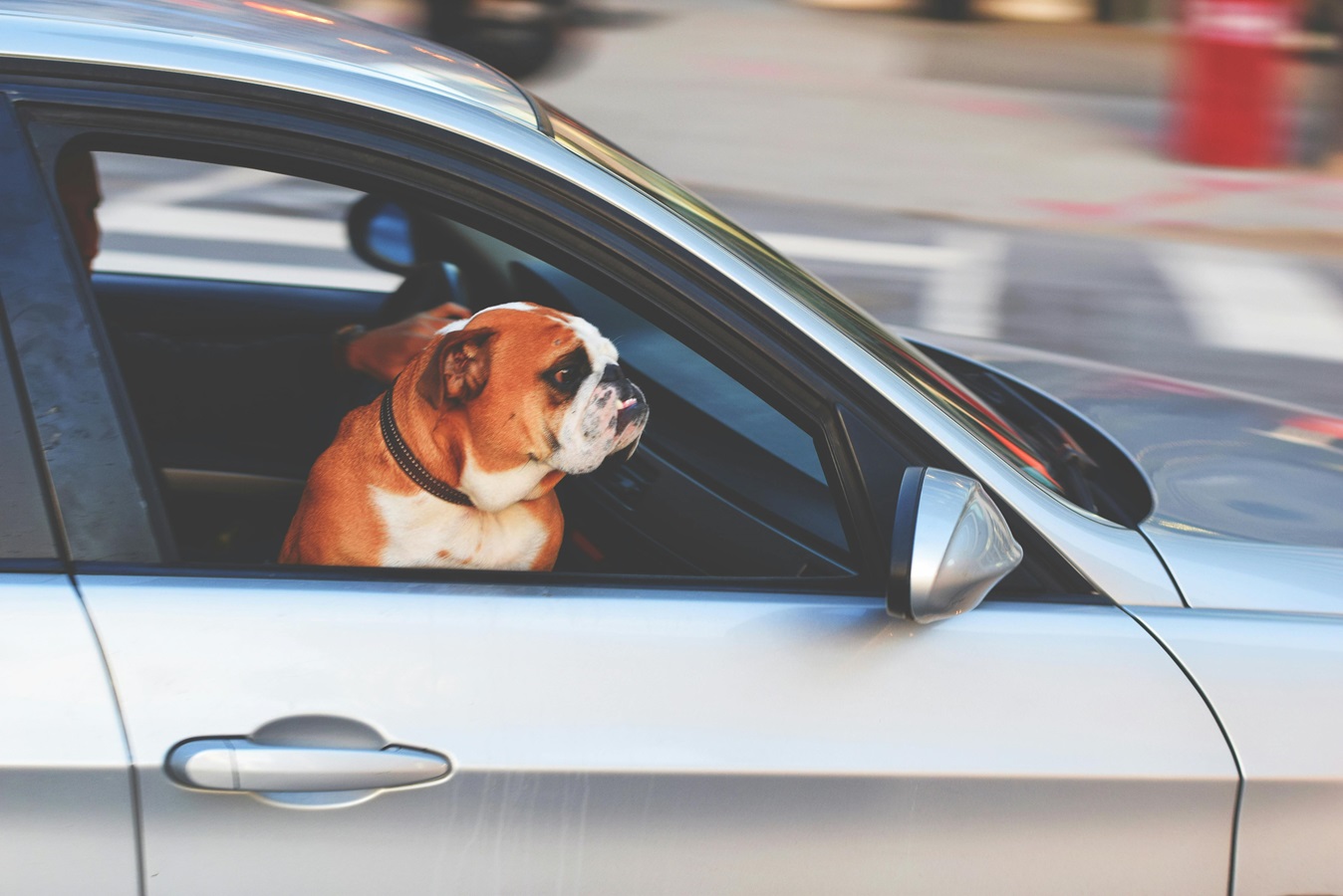 perro asomado por la ventana de un coche en movimiento